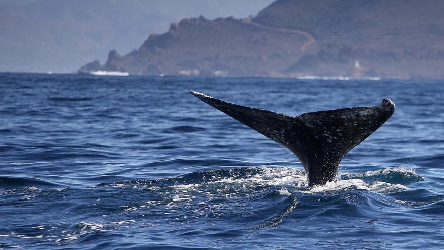 Divisan 15 ballenas comunes cerca de las Illas Sisargas: ¿A qué se debe la presencia de cetáceos?