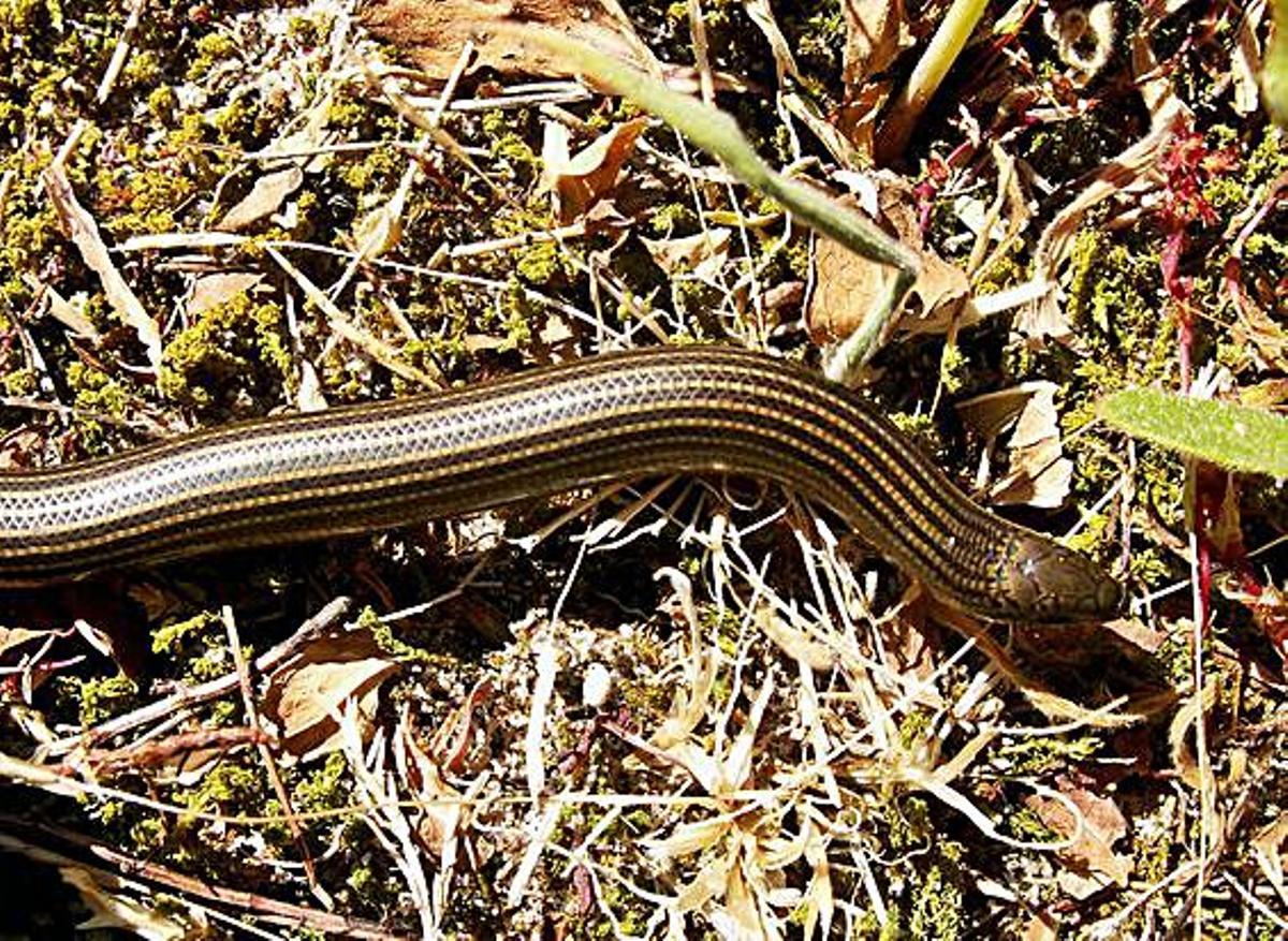 Esgonzo Común, una de las especies localizadas en A Illa de Arousa