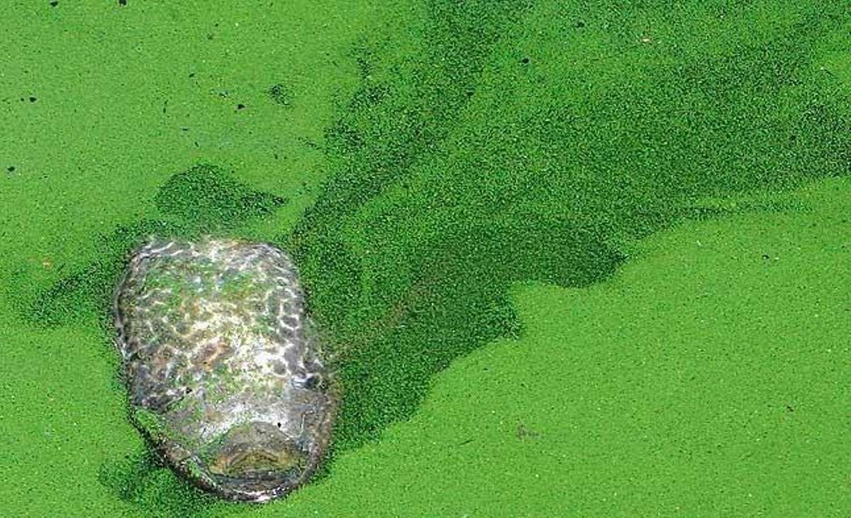 Un peix mort sura a les aigües de la llacuna de Bay, a Taguig City, Manila.