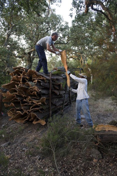 El suro, la pell més preuada del bosc de l''Albera