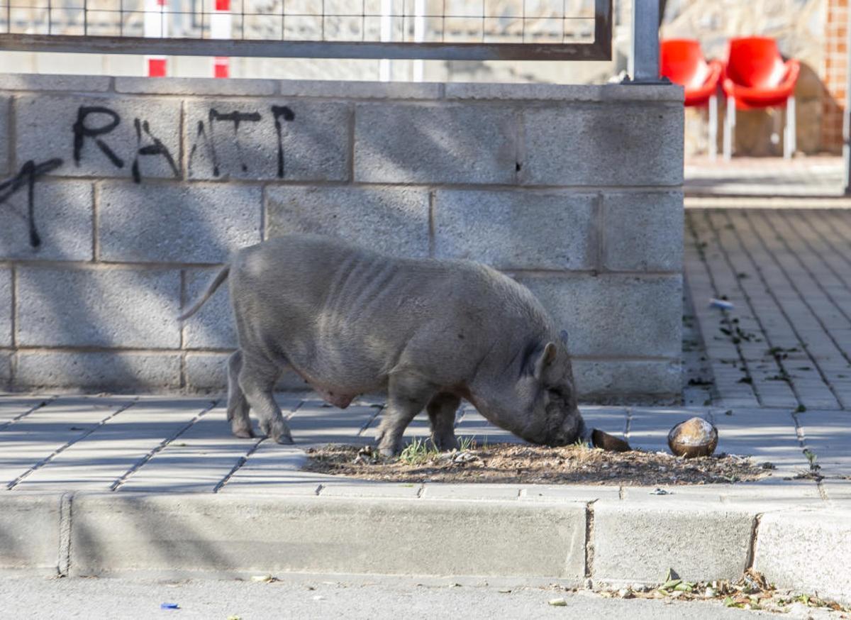Cerdos vietnamitas en el entorno del Cementerio de Alicante