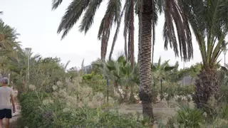 Dos contratos buscan garantizar la limpieza de jardines del litoral de Cartagena