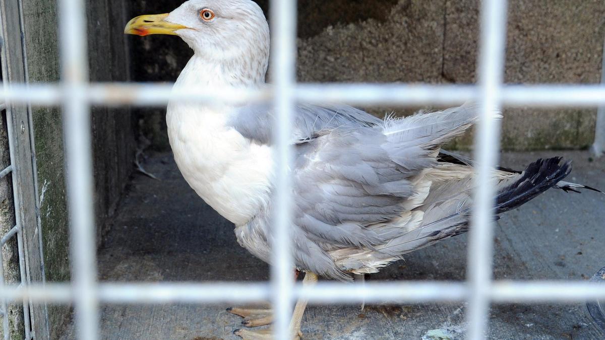 Una gaviota capturada en Vilagarcía.