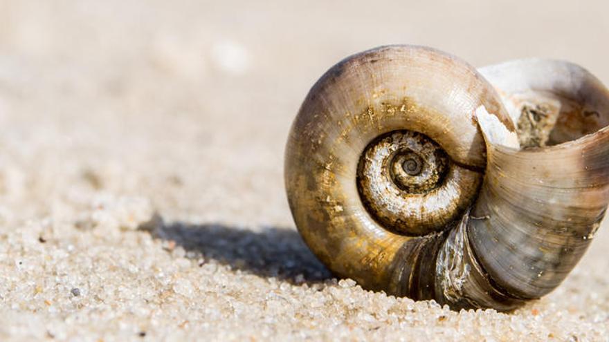 Un caracol marino.