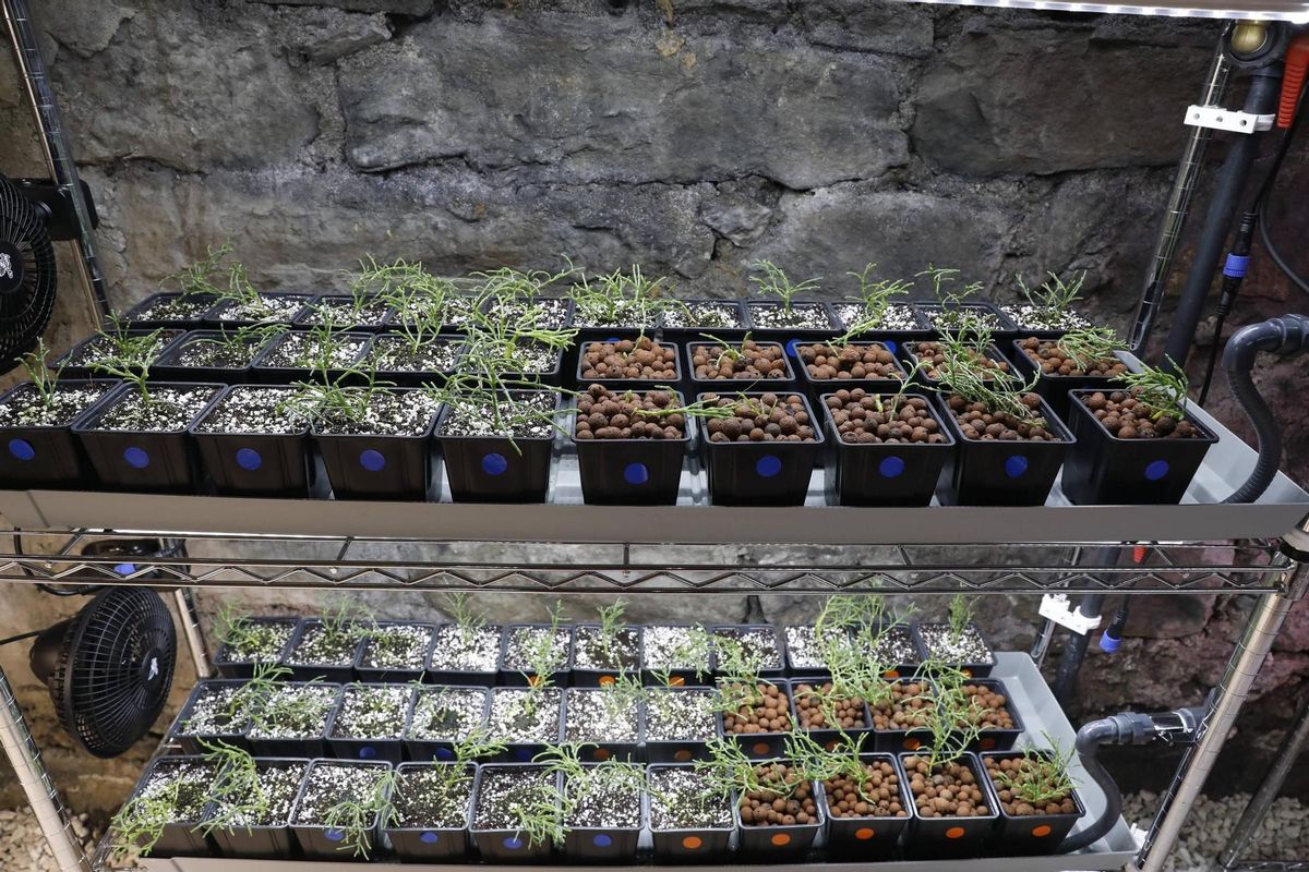Las plantaciones dentro de la mina