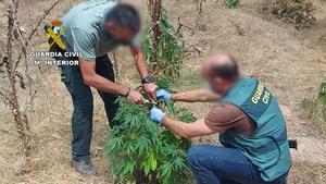 Desmantelada una plantación de marihuana en una isla en la confluencia de los ríos Duero y Pisuerga.