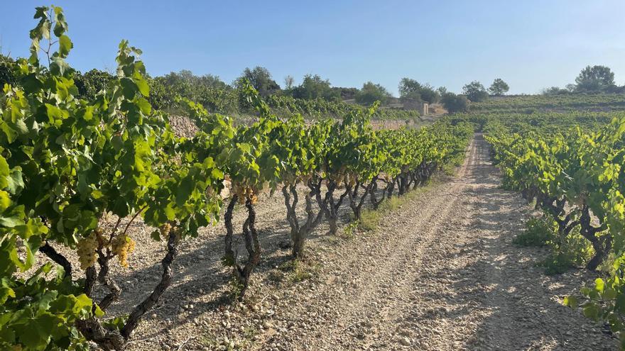 Farmers and the Generalitat agree on aid of 450 euros per hectare for the vineyard