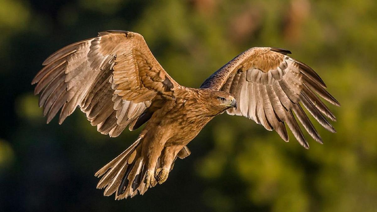 Un ejemplar joven de águila imperial.