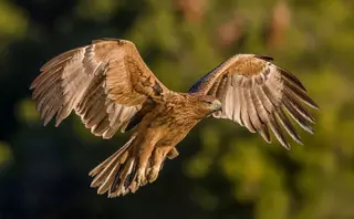 ¿Cuáles son las especies amenazadas?