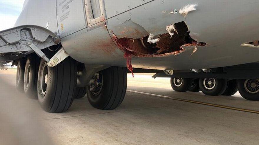 Un buitre provoca un agujero en el fuselaje de un avión militar en Zaragoza