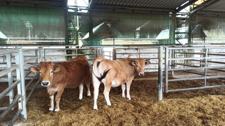Análisis de la la eterna crisis de Aseava que afecta a más de 3.000 ganaderos asturianos