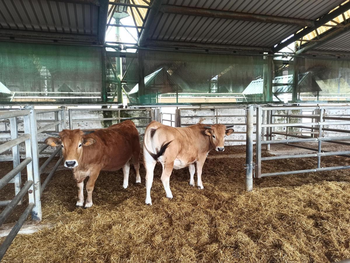 Vacas de raza asturiana.