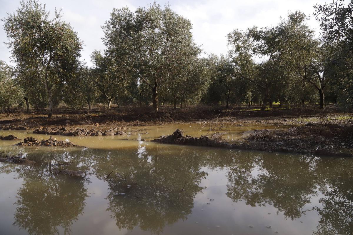 Olivar inundado tras las lluvías
