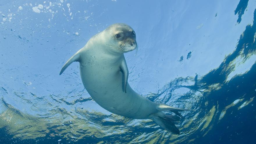 Una foca bebé se une a coger olas con los surfistas de San Diego