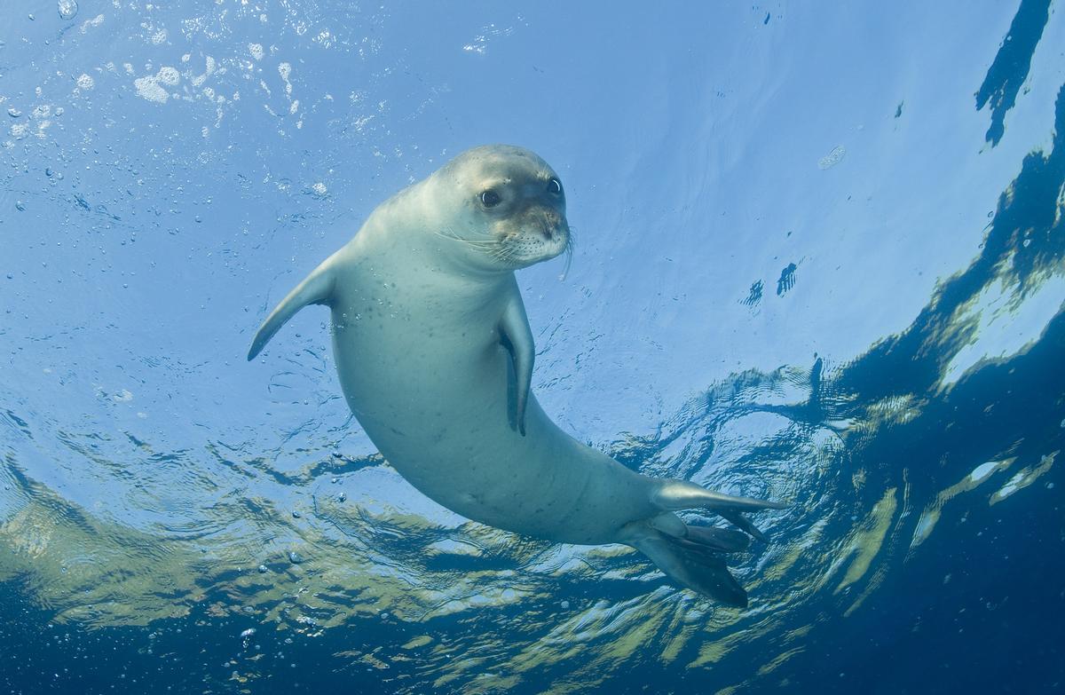 Localizan indicios del regreso de la foca monje a Mallorca