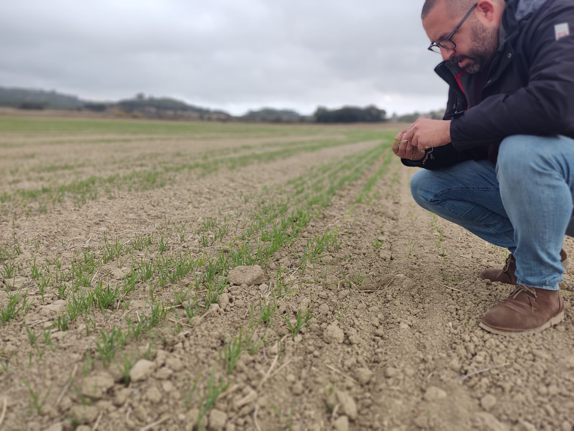 Joan Gaià, coordinador de Unió de Pagesos, observa el impacto de la sequía en una finca de cereales de Sineu, el pasado jueves.