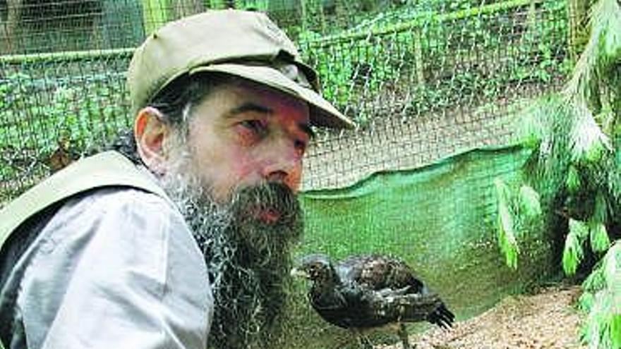 Junco da un aperitivo a uno de los pollos de urogallo.