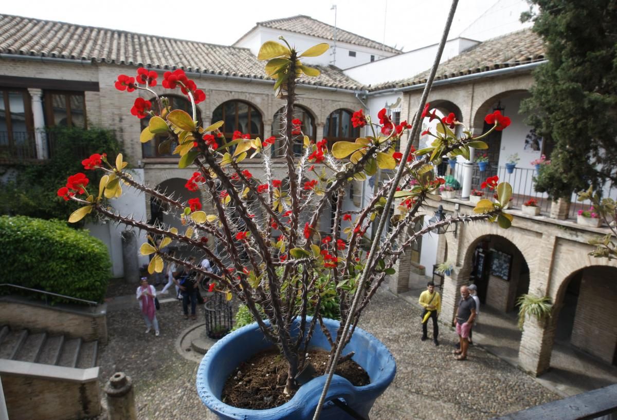 Apurando la fiesta de los patios por la Judería