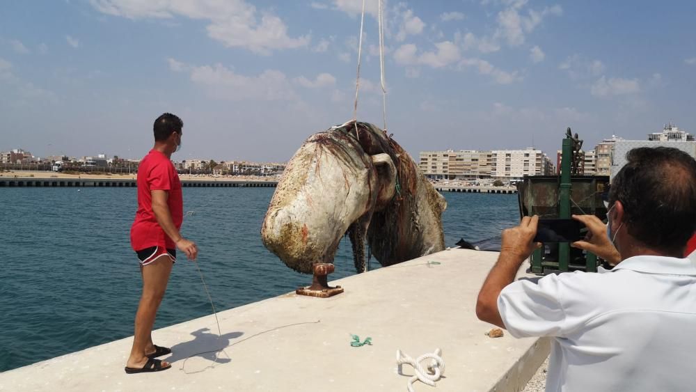 Una grúa traslada el cadáver del cachalote en el muelle de la Sal de Torrevieja