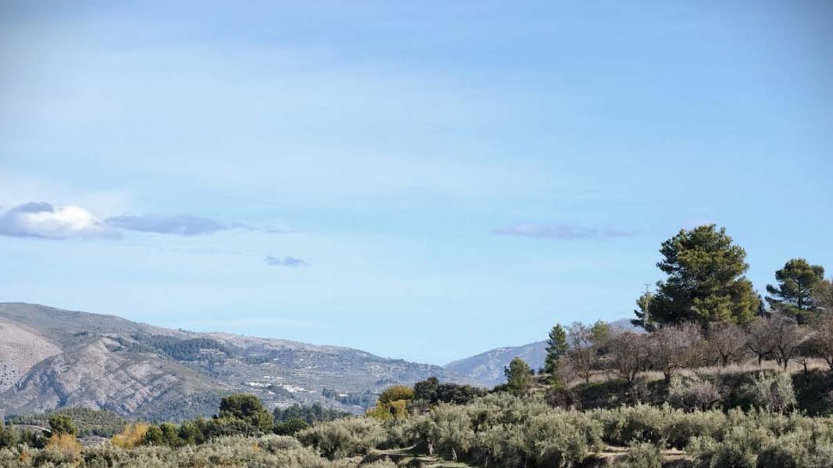 La visita previa al olivar es absolutamente necesaria para entender el relato social, económico y ambiental que hay detrás de los distintos aceites de oliva de los que se va a ver su elaboración.