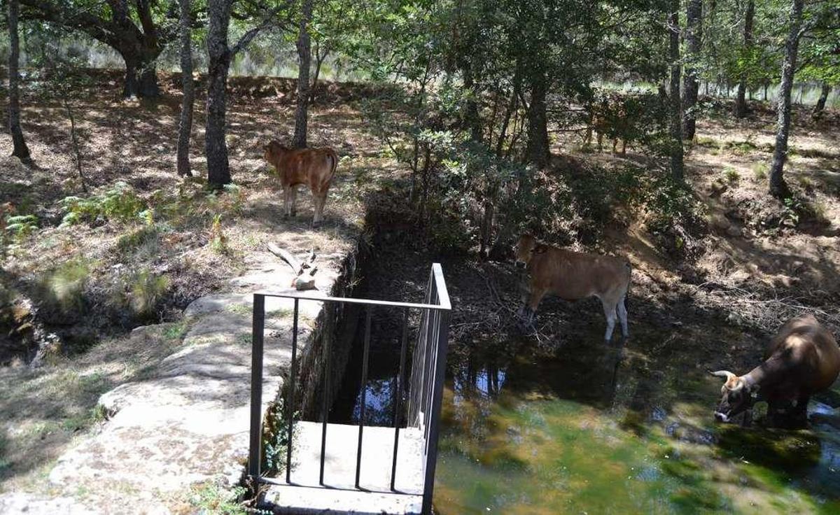 La prohibición del riego pone en peligro los huertos de Donado y crea problemas a los animales
