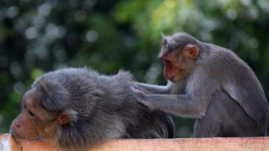 Los monos también creen en los compromisos