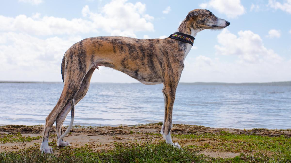 Imagen de archivo de un galgo.