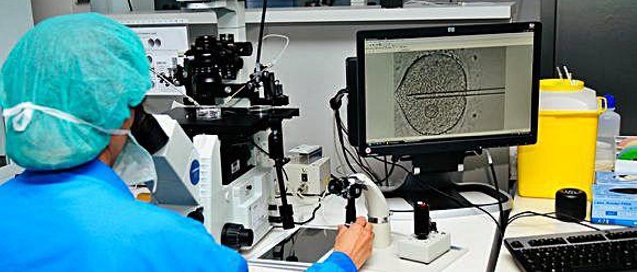 Detalle de un laboratorio en un centro de inseminación artificial.