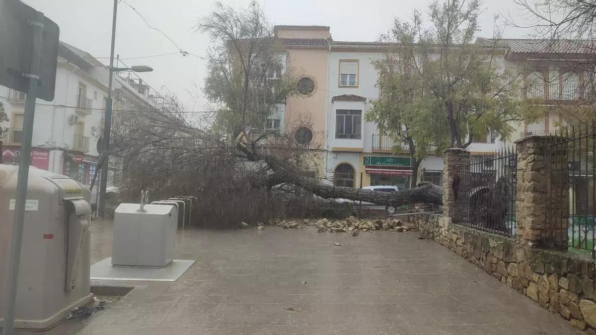 Árbol caído en el parque Ramón Santaella de Baena