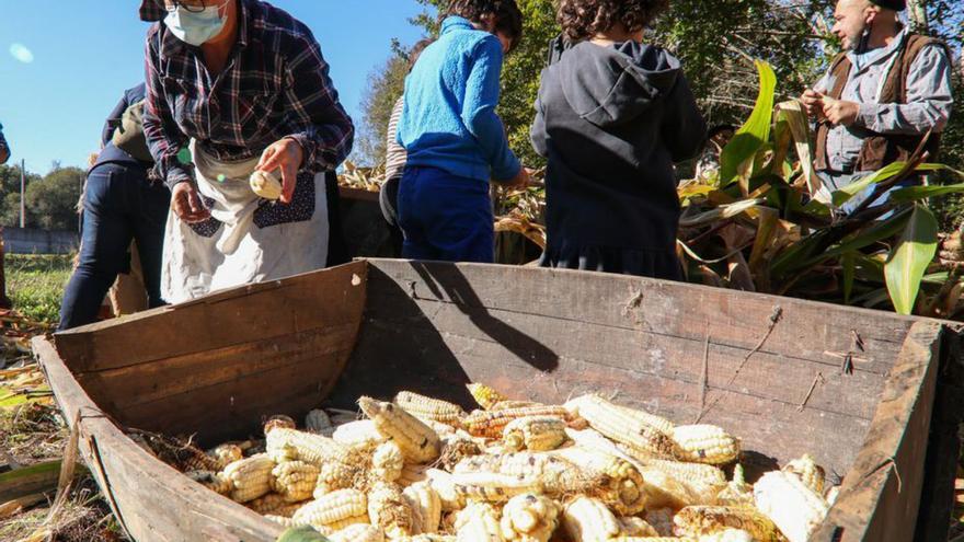 Corzáns prepara la recogida de los 100 kilos de maíz plantados en la Festa da Sementeira