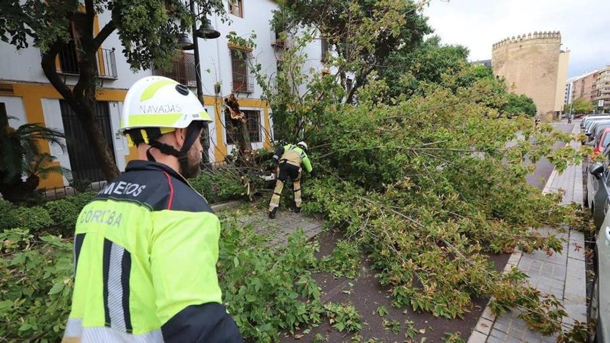Bomberos de Córdoba retiran ramas y árboles caídos o en peligro de desplomarse con el viento en la zona de Ollerías, frente al Chimeneón y cerca de la Torre de la Malmuerta. MANUEL MURILLO