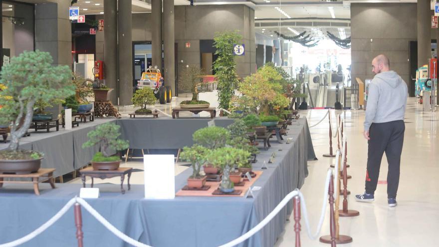 Exposición de bonsais en el centro comercial Los Rosales