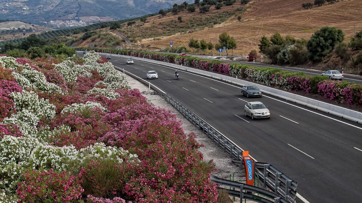 Adelfas en las medianas de las carreteras españolas