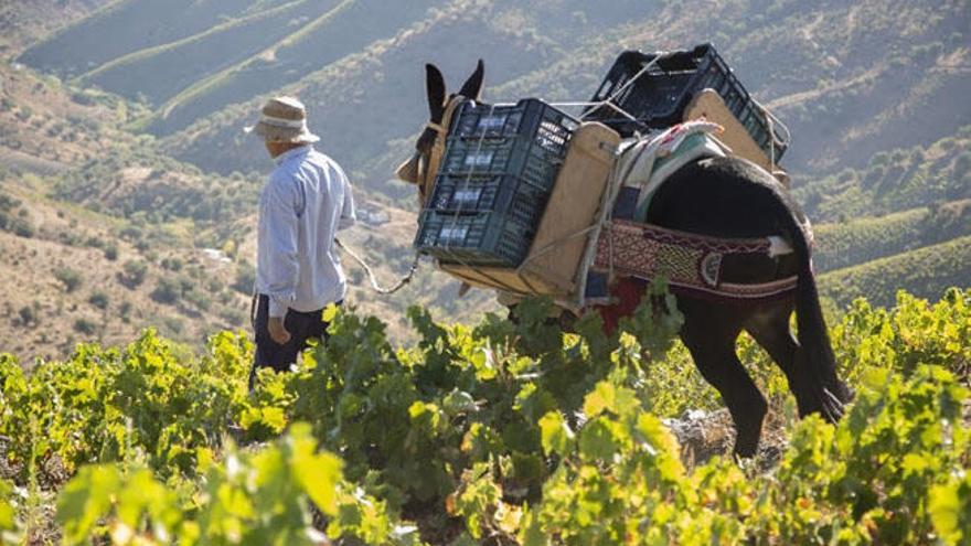 La Axarquía mantiene fórmulas ancestrales para la recogida manual de las uvas.