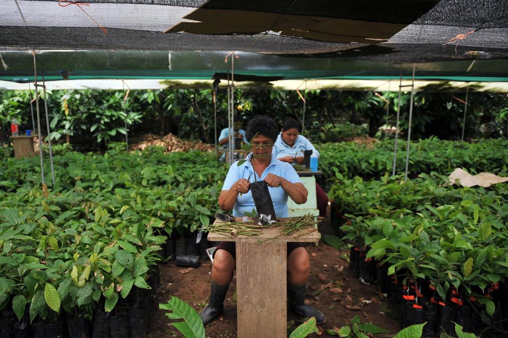 Pueblos indígenas, Costa Rica, Bribri