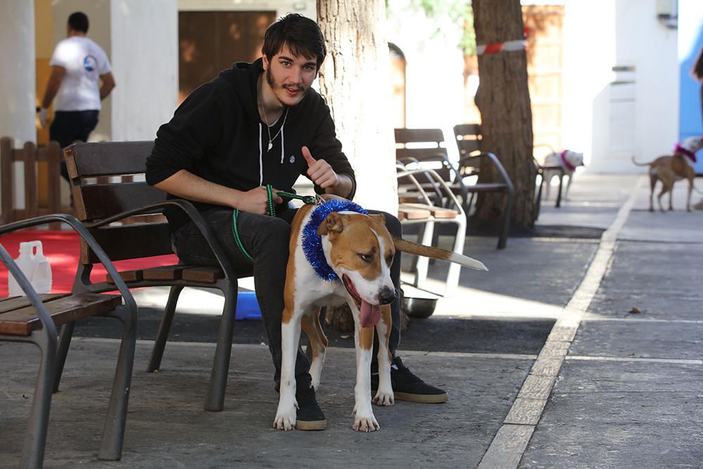 Es Mercat Vell acoge una jornada de adopción responsable promovida por el Centro de Protección Animal de sa Coma.