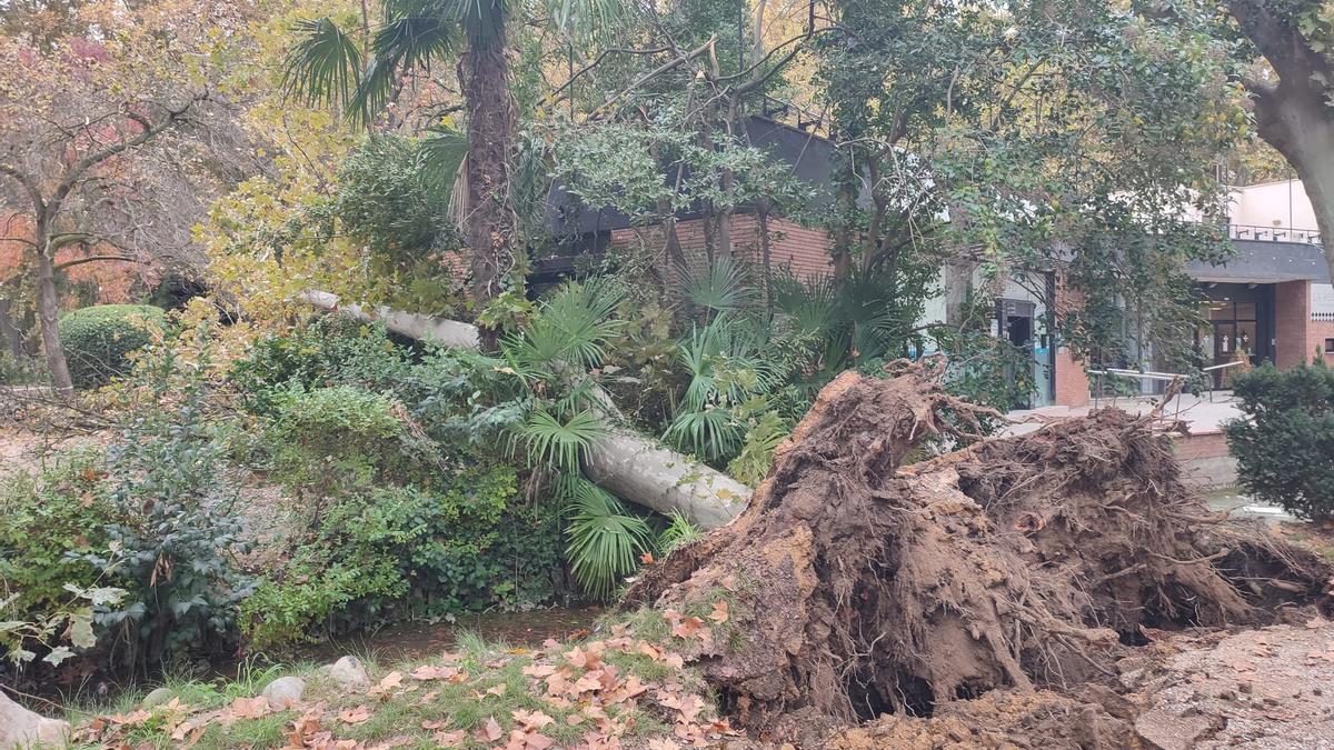 El plàtan que va caure a la Devesa.