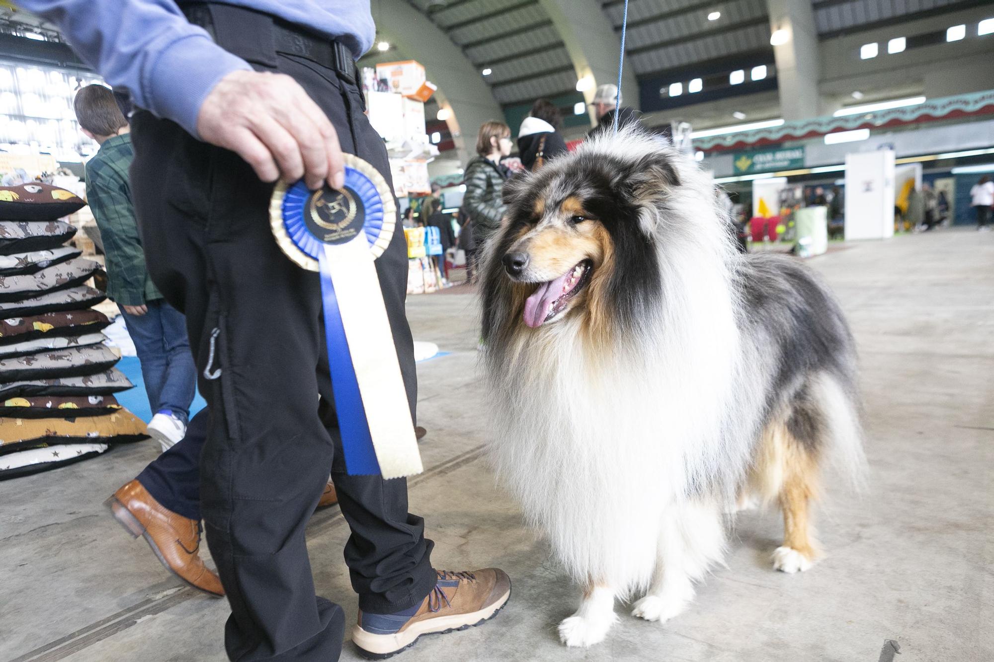 Inauguración del salón asturiano de las mascota.