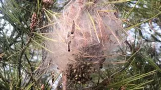 Llega la procesionaria y Calp pide precaución a los vecinos que pasean por zonas forestales