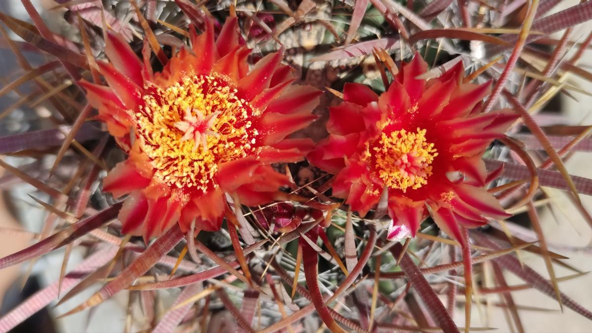 Flors de cactus. foto de:
