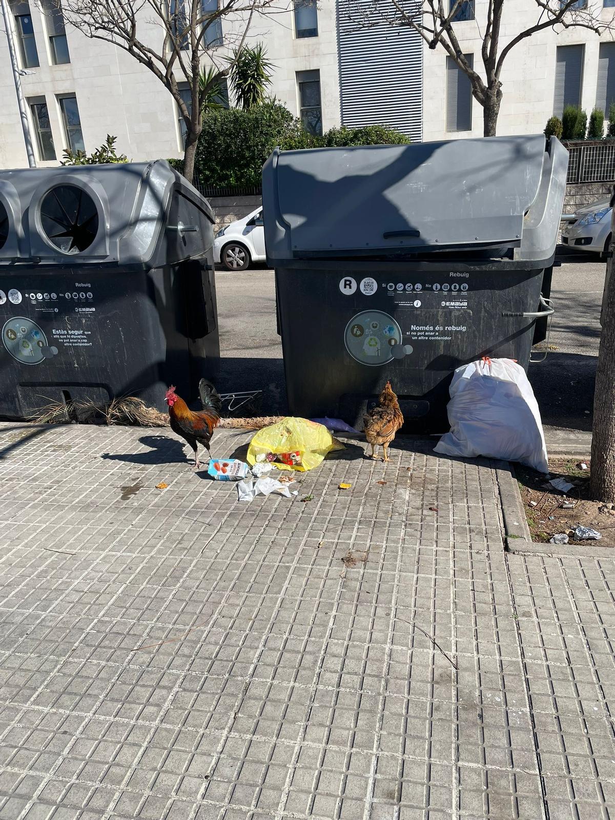 Una plaga de gallinas salvajes se expande en el Secar de la Real