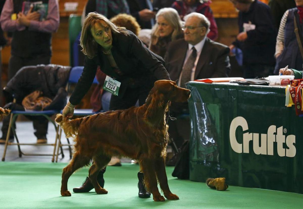Les imatges més divertides del Crufts Dog Show
