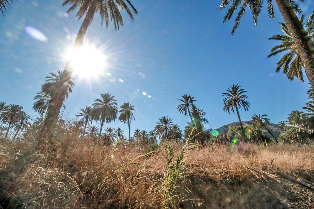 El Palmeral de Orihuela pide ayuda