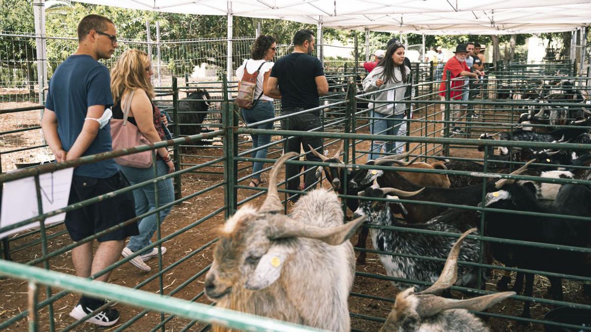 Exposición de animales en la Feria de Ganado de La Laguna inaugurada ayer.