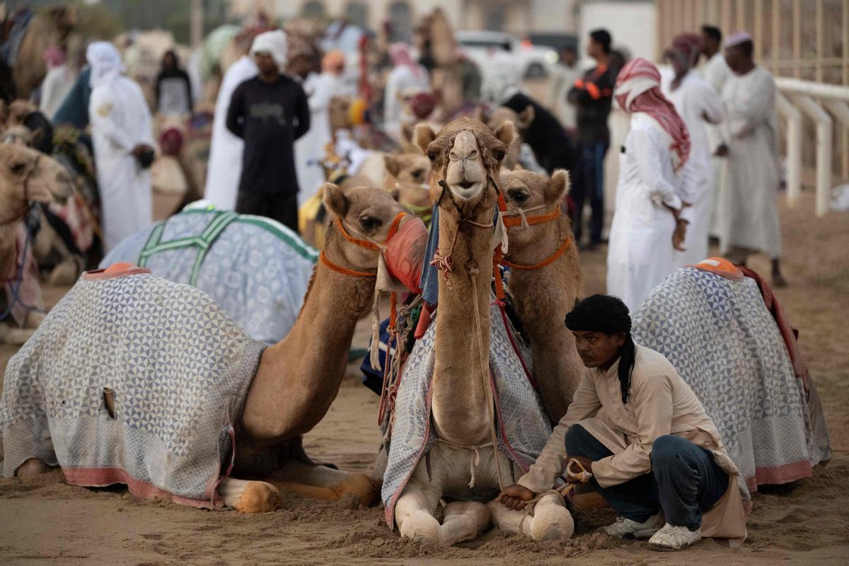 Carrera de camellos con jinetes-robot en Al Sheehaniya (Doha).