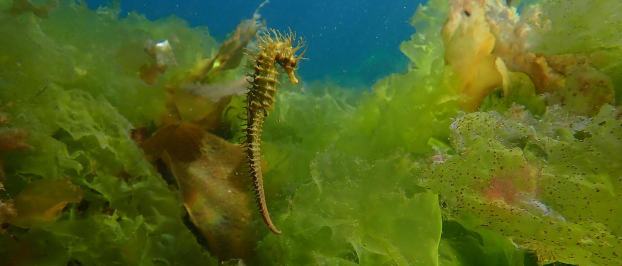 Un caballito de mar.