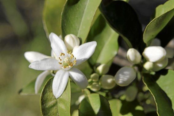 Auf der biologischen Zitrus-Plantage Ecovinyassa in Sóller ziehen die weißen Blüten nicht nur Bienen an.