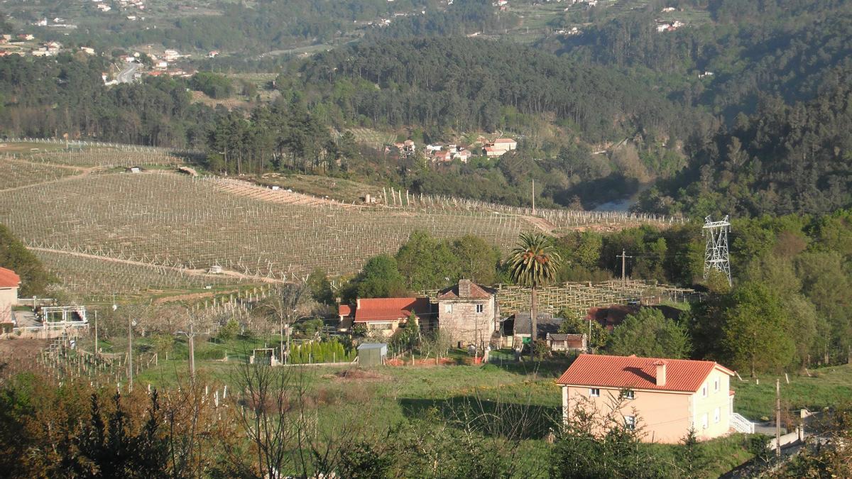 Zona de viñedos en Albeos