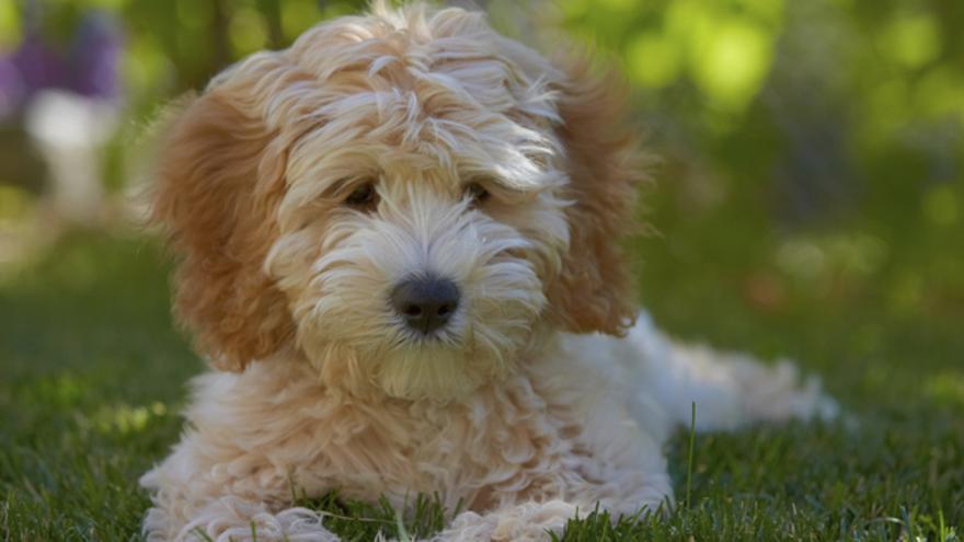 Así son las razas de perro creadas artificialmente: Labradoodle.