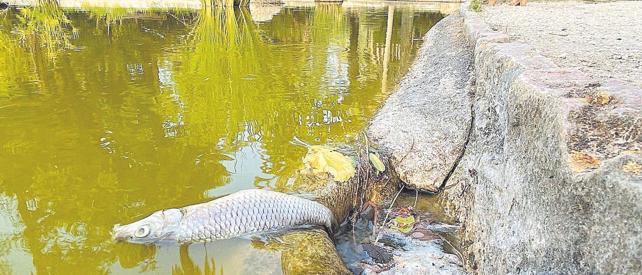 Una carpa muerta flotando en uno de los estanques del Parque de Tráfico estos días